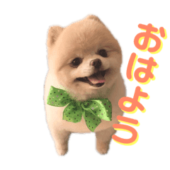 ポメラニアンゆず汰 Line スタンプ Line Store