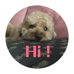 Wavy_the toy poodle