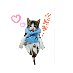 白痴貓的日常