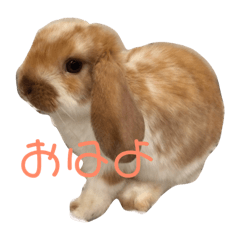 jun_20190416202603