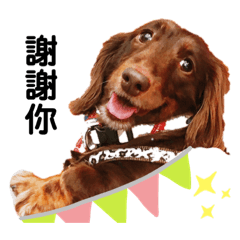 dachshund hello - LINE スタンプ | LINE STORE