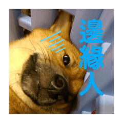 我家好多動物1