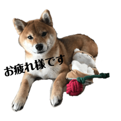 よく使う敬語 柴犬 ワンわんハムスタンプ