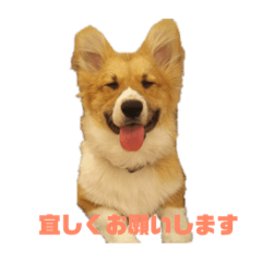 naka_corgi2
