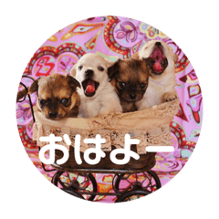 sawa_20190415232444