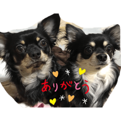 dog_20190417203931