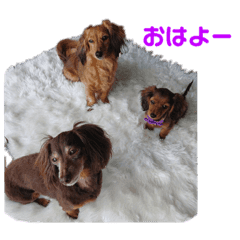 3カニンヘンダックス Line スタンプ Line Store 3カニンヘンダックス Line スタンプ Line Store