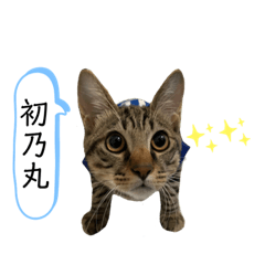 多尼是隻小野貓2