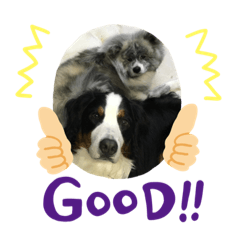 dog_123