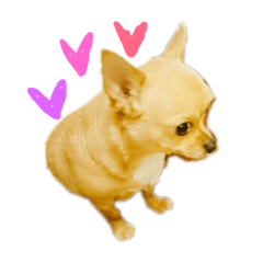 Chihuahua Koume