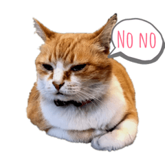 小胖特輯 。喵～