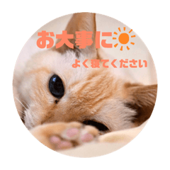 CAT STAMP 20190418