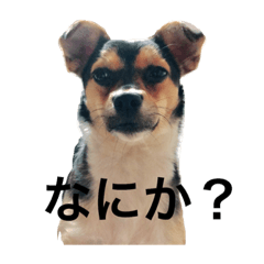 SEIRA_20190418220218