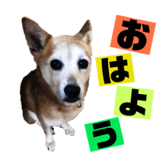 Chabuno stamp