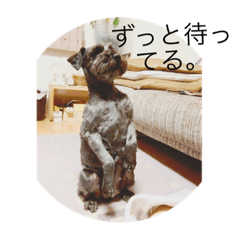 roko_20190419