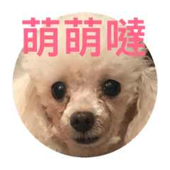 3隻呂狗