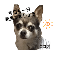 cocoa_20190419