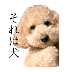 dog48