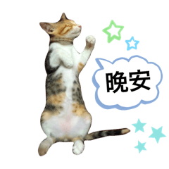 家有貓狗趣味貼圖