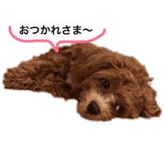 Mix犬の夢羽さん Line スタンプ Line Store