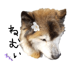 Ryu_20190419155826