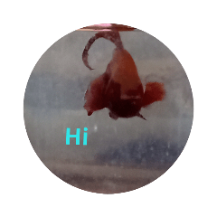 fish.bird......