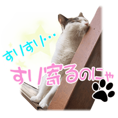 人気猫エルサのもふもふ猫会話【中級】