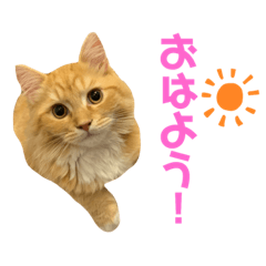 nyanchii_20190419064859