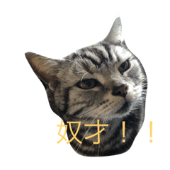 三貓加一狗