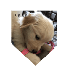 kinako_20190420131355