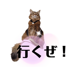頑張る猫達