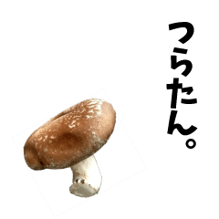 Shiitake Mushroom 100%