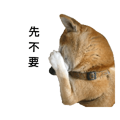 柴犬咕嚕嚕