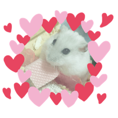 hamsterstampset