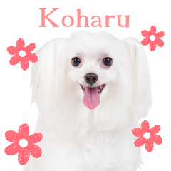 Koharu cute Sticker