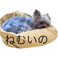 kaede_20190420194203