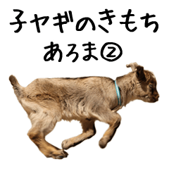 Baby Goat aroma 2 Yoshigake Farm 7
