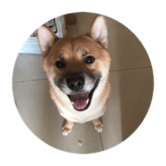 shibaInu mochi
