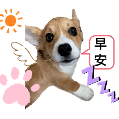 柯基犬CHun