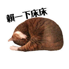 貓貓狗狗的睡覺日