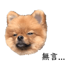 pomeranian puppy-yoyo