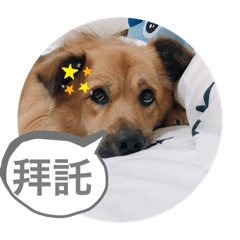 勇仔的日常生活