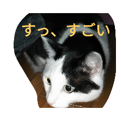 nyanko_20190421190530