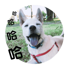 李陳蛋捲