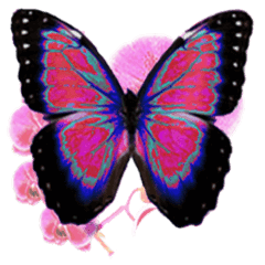 Butterfly dreamer