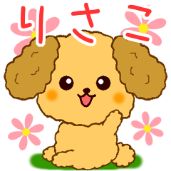 Only for Toy Poodle everyday Risako