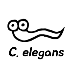 Elegant C. elegans (English)
