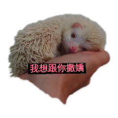 刺蝟小壯壯