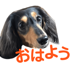 chia_20190422235699