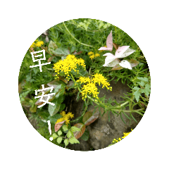 植物圓形貼紙